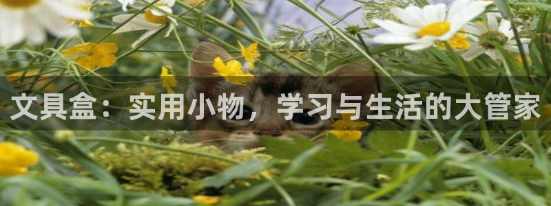 九游會(huì )強烈：文具盒：實(shí)用小物，學(xué)習與生活